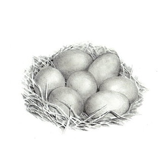 Drawing Eggs