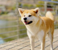 STORY: HACHIKO, THE FAITHFUL DOG